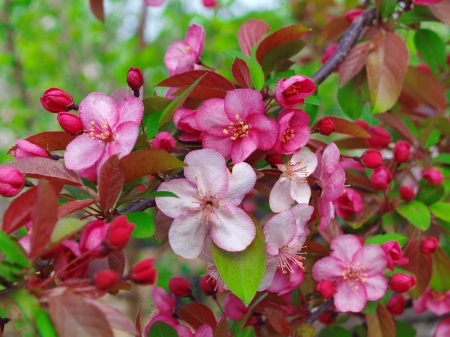 Spring branches