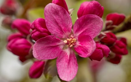 Pink blossoms - pretty, blossoms, beautiful, buds, spring, lovely, pink, leaves, tree