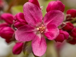 Pink blossoms