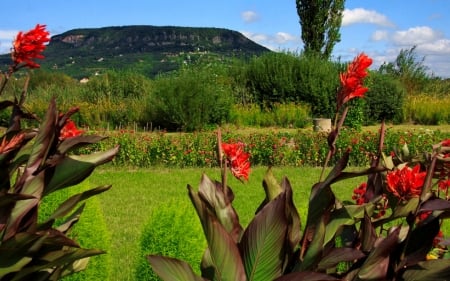 Spring garden - garden, freshness, beautiful, flowers, spring, hills, mountain, grass