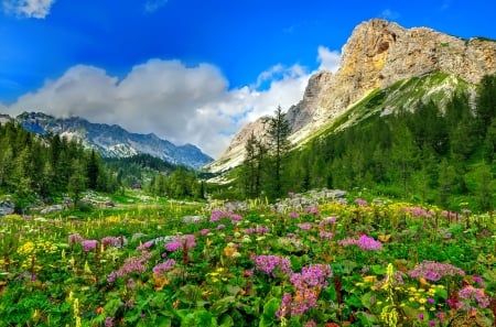 Mountain wildflowers - sky, mountain, hills, landscape, greenery, spring, rocks, beautiful, grass, wildflowers, cliffs