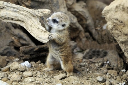 Meerkat - animal, Meerkat, baby, paw