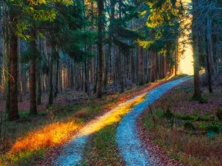 Forest - wood, nature, forest, tree, grass