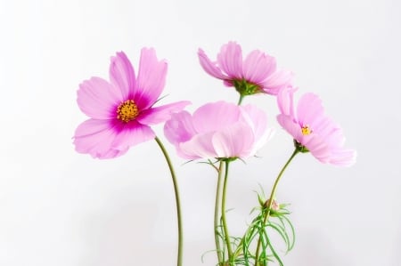 Flowers for You! - flowers, photo, nature, pink