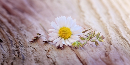 Daisy! - white, nature, daisy, flower