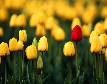 One Red - nature, yellow, red, tulips, flowers, garden