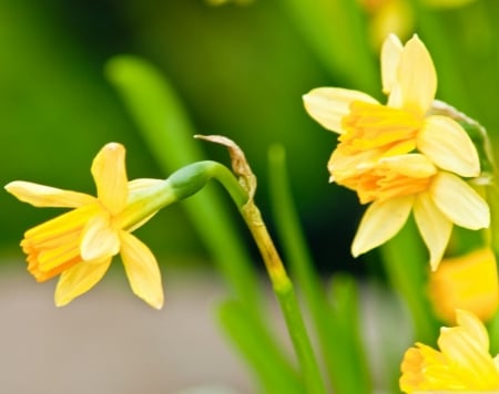 beautiful yellow daffodils - nature, yellow, daffodils, flowers, garden