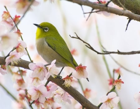 Song of Spring - bird, blossoms, branch, spring, animals