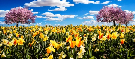 Spring Field - clouds, tulips, trees, blossoms, Spring, field, daffodils, sky