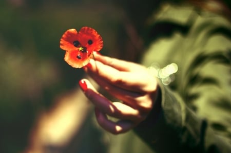 For you! - red, flower, hand, woman, green