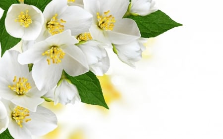 Jasmine - jasmine, white, yellow, green, texture, flower