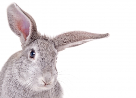 Bunny - easter, white, card, rabbit, animal, ears, cute, bunny