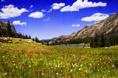 Mountain View - meadow, firs, landscape, clouds, flowers