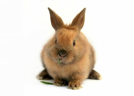 Bunny - easter, white, card, rabbit, brown, animal, cute, bunny