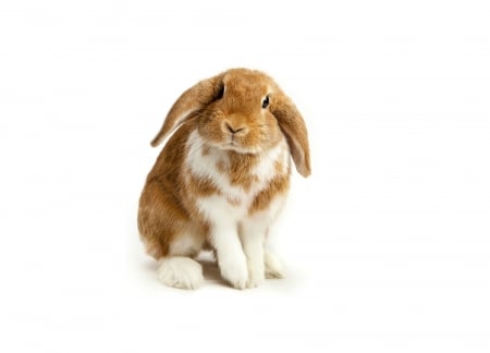 Bunny - easter, white, card, rabbit, animal, cute, bunny