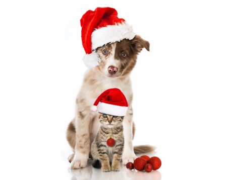 Merry Christmas! - red, animal, cute, caine, sweet, puppy, cat, craciun, christmas, white, pisica, kitten, hat, santa, couple, dog