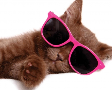 Cat - summer, brown, chocolate, pink, white, animal, paw, funny, cute, sunglasses