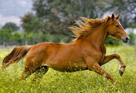 Galloping in the Pasture 1 - wide screen, gallop, horse, equine, photography, beautiful, animal, photo