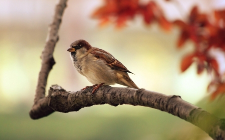 Beautiful Sparrow! - animal, nature, bird, sparrow