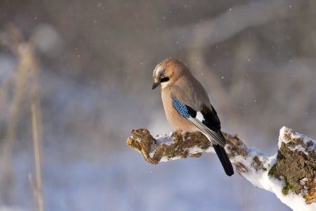 Bird on Tree Branch! - animal, nature, tree, bird