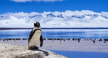 King of the Penguins! - bird, animal, nature, fish, penguin