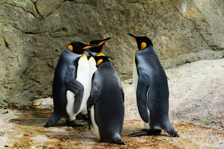 Penguin Meeting! - bird, animal, nature, fish, penguin