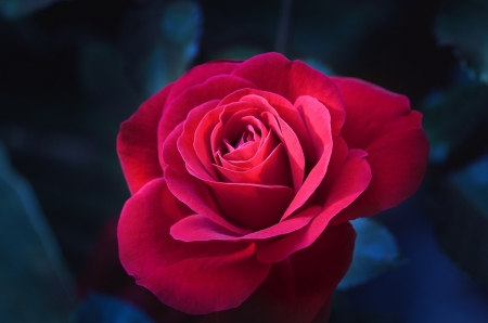 ♥ - rose, flower, nature, red