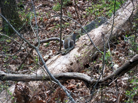 Squirrel on a Log - Forest, Tennessee, Animals, Squirrels