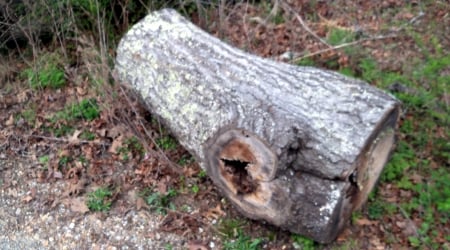 Prayer Log - nature, rural, tennessee, tree log