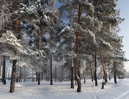 The last days of winter - beautiful, tree, winter, snow