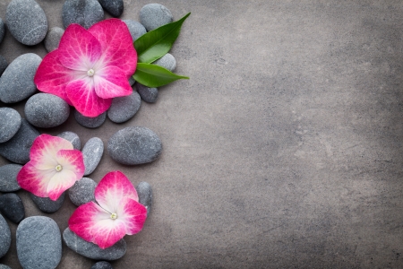 Orchid - spa, zen, orchid, flower, stones