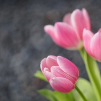 Pink Tulips