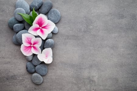 Orchid - orchid, spa, stones, zen, flower