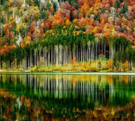 Lake Forest - nature, autumn, lake, trees, reflection, foreast