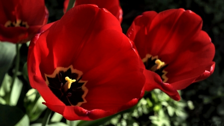 Dark Red Tulips F - wide screen, flower, tulips, beauty, beautiful, photo, love, still life, romance, photography, floral