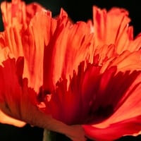 Ornamental Poppy 