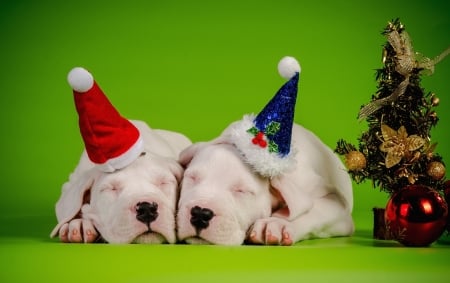 Merry christmas dogs - christmas, animal, sleep, cute, dog, puppy