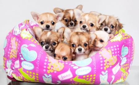 Chihuahua - bed, animal, chihuahua, dog, puppy