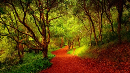 Path in forest - tree, autumn, forest, path