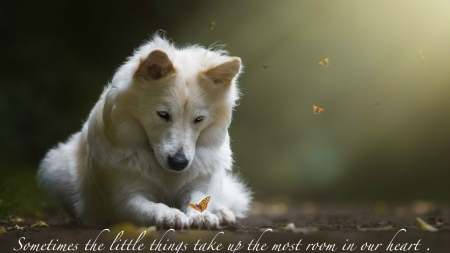 The little things.. - room, wolf, butterflies, quote