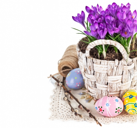 Beautiful crocus - easter, basket, eggs, crocus