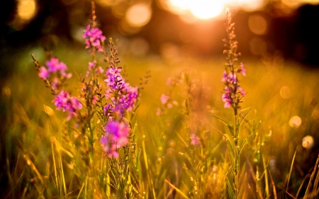 FIELDS of FLOWERS - nature, fields, wlidflowers, sunset