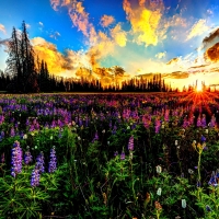 WILD FLOWERS at SUNSET