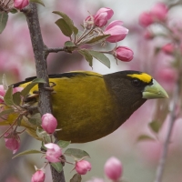 Most Beautiful Spring Bird