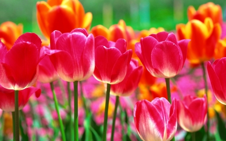 Spring tulips