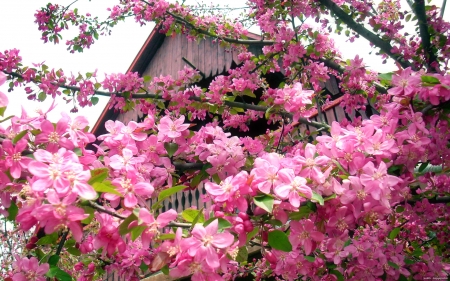 Spring in countryside - blooming, flowering, countryside, spring, village, blossoms, beautiful, tree, house