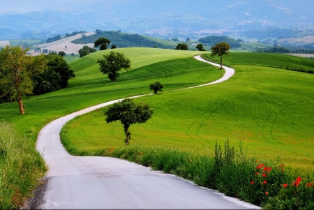 Beautiful Contry  road - tree, fields, road, country