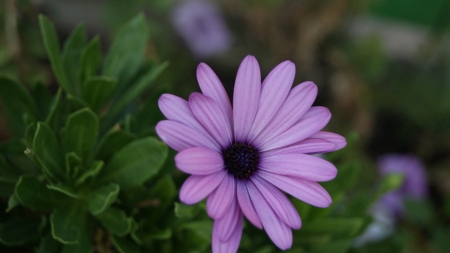 Purple Love - beautiful, flower, purple, amazing