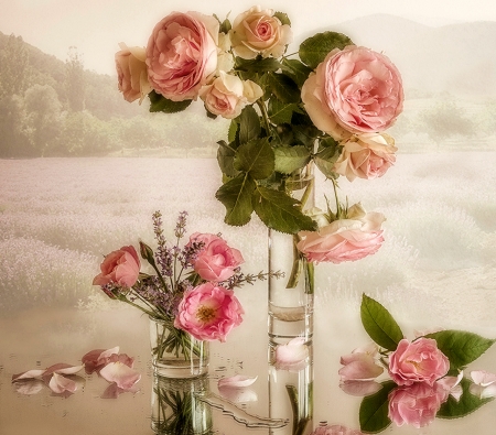 Beautiful Roses - pretty, Vase, pink, Roses