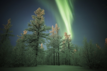 Aurora - aurora, tree, winter, amazing